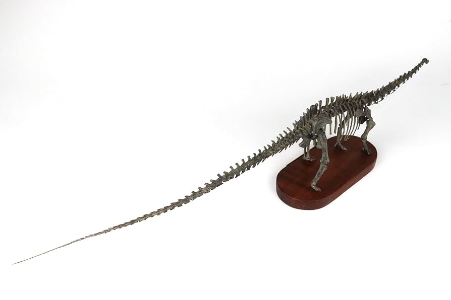 Amazon.co.jp: 菊石 1/48 サイズ ディプロドクス 骨格